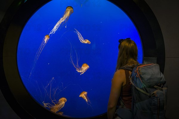 Visitor in front of an aquarium with Japanese sea nettle (Chrysaora pacifica)