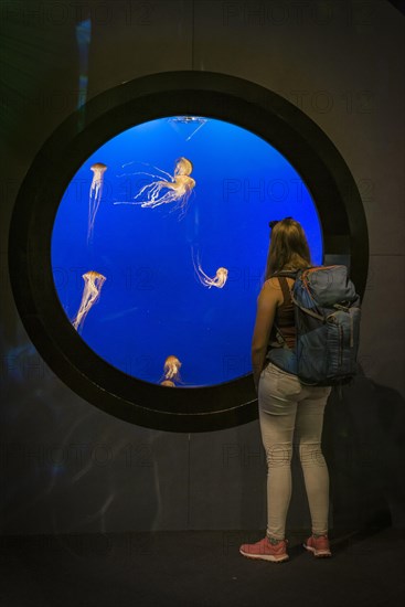 Visitor in front of an aquarium with Japanese sea nettle (Chrysaora pacifica)