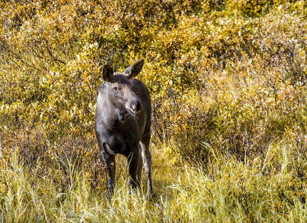 Young elk stands in bushes