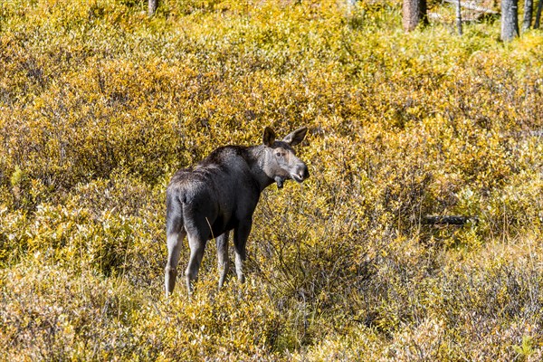 Young Elk