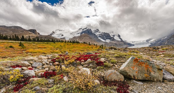 Barren Landscape