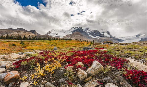 Barren Landscape