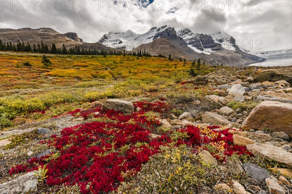 Barren Landscape