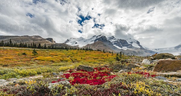 Barren Landscape