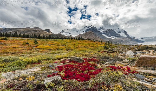 Barren Landscape