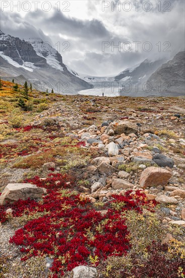 Barren Landscape