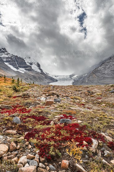 Barren Landscape