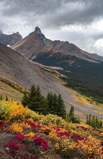 View to Mount Athabasca and Hilda Peak in autumn