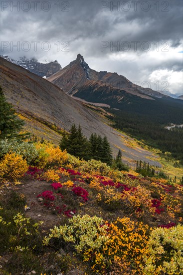 View to Mount Athabasca and Hilda Peak in autumn