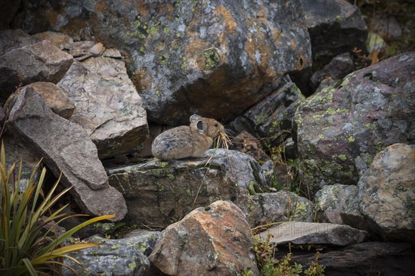 American pika (Ochotona princeps)