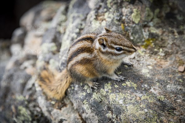 Eastern chipmunk (Tamias striatus)