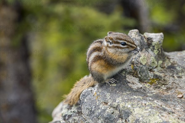 Eastern chipmunk (Tamias striatus)