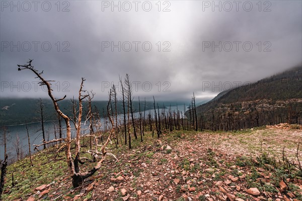 Clouds of smoke over bare burnt tree trunks after forest fire