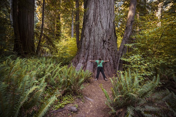 Young woman embracing a thick Sequoia sempervirens (Sequoia sempervirens)