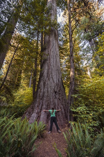 Young woman embracing a thick Sequoia sempervirens (Sequoia sempervirens)