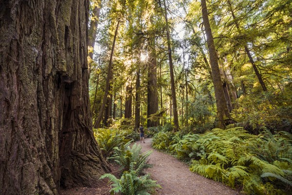 Hiking trail through coastal sequoia forest (Sequoia sempervirens)