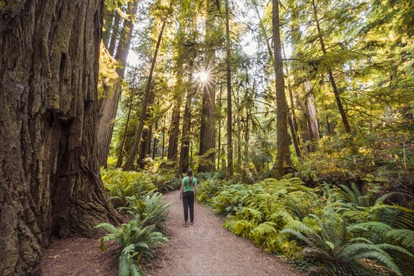 Young woman on a hiking trail through forest with coastal sequoia trees (Sequoia sempervirens) and ferns