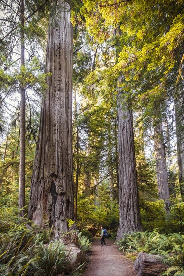 Young woman on a hiking trail through forest with coastal sequoia trees (Sequoia sempervirens) and ferns