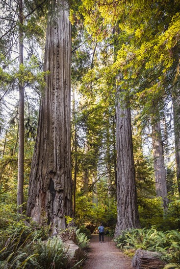 Young woman on a hiking trail through forest with coastal sequoia trees (Sequoia sempervirens) and ferns