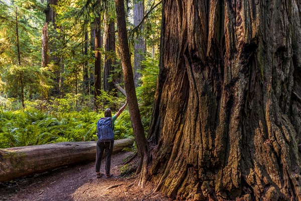 Young woman next to a thick tree trunk of the Sequoia sempervirens (Sequoia sempervirens)