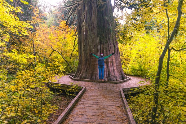 Young woman hugging a fat Western Red Cedar (Thuja gigantea)