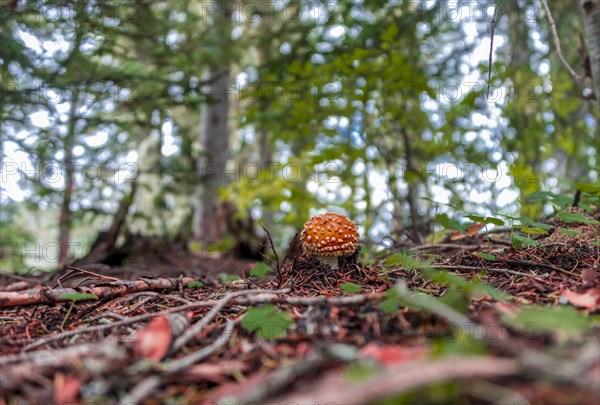 Red Fly agaric (Amanita muscaria) at the forest floor in the deciduous forest