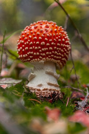 Red Fly agaric (Amanita muscaria) on moss on forest floor