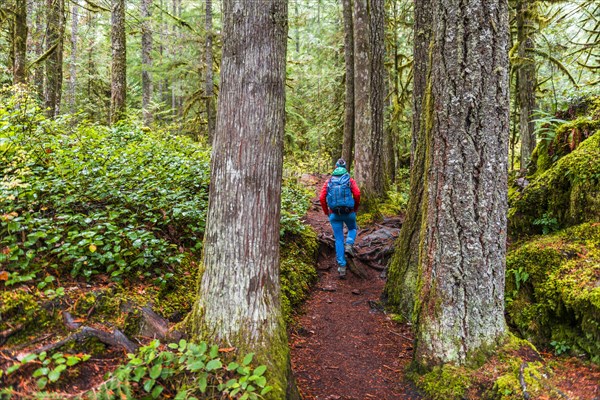 Hiker on a hiking trail in the rainforest between thick tree trunks