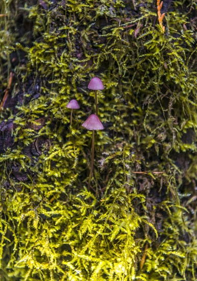 Small purple Bonnets (Mycena) grow on mossed tree trunk