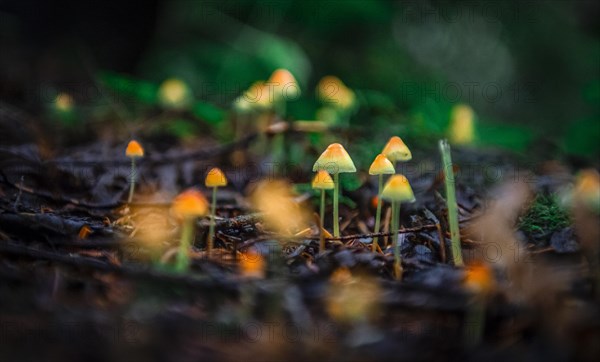 Small yellow Bonnets (Mycena) on forest floor