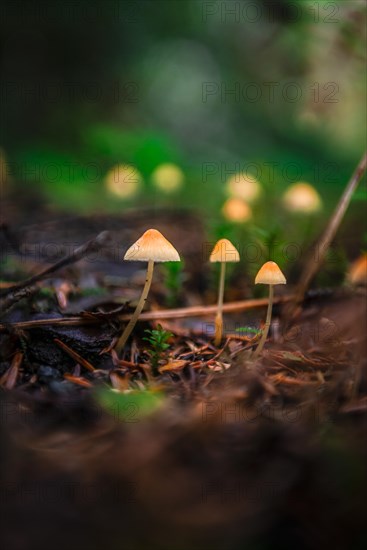 Small yellow Bonnets (Mycena) on forest floor