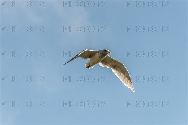 Western Gull (Larus occidentalis)