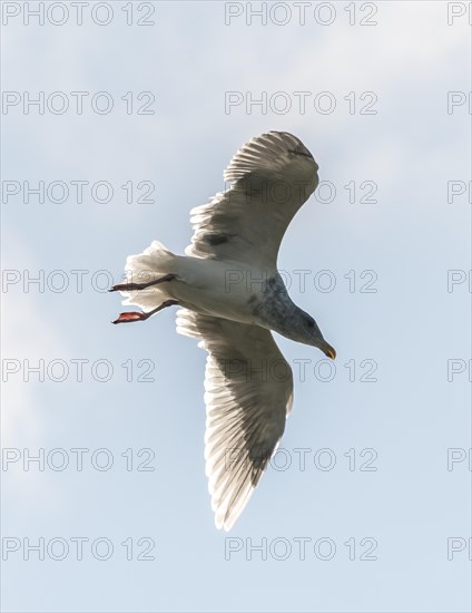 Western Gull (Larus occidentalis)