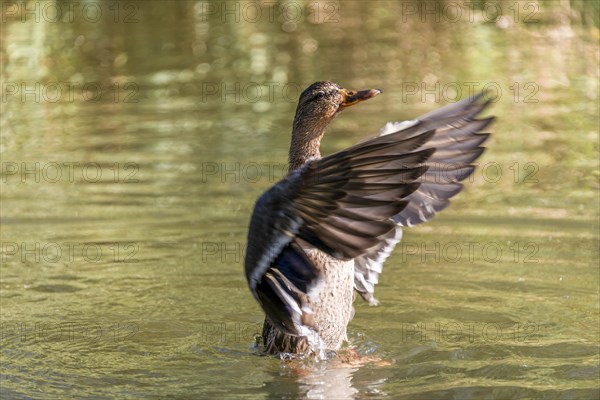 Female mallard (Anas platyrhynchos) in water