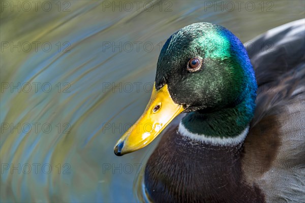 Male mallard (Anas platyrhynchos) in water