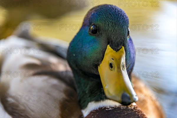 Male mallard (Anas platyrhynchos) in water