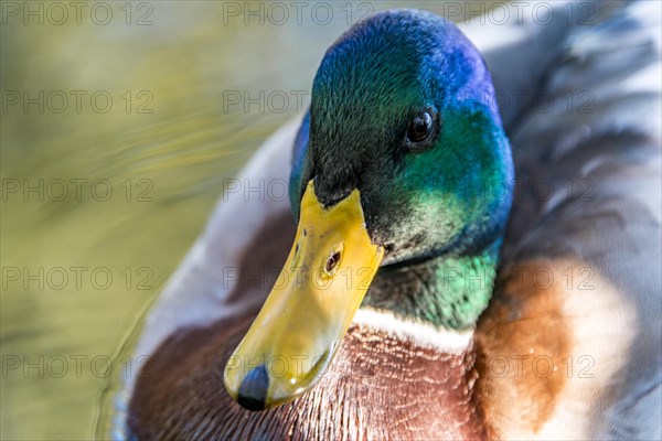 Male mallard (Anas platyrhynchos) in water