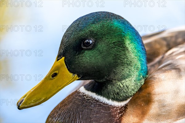 Male mallard (Anas platyrhynchos)