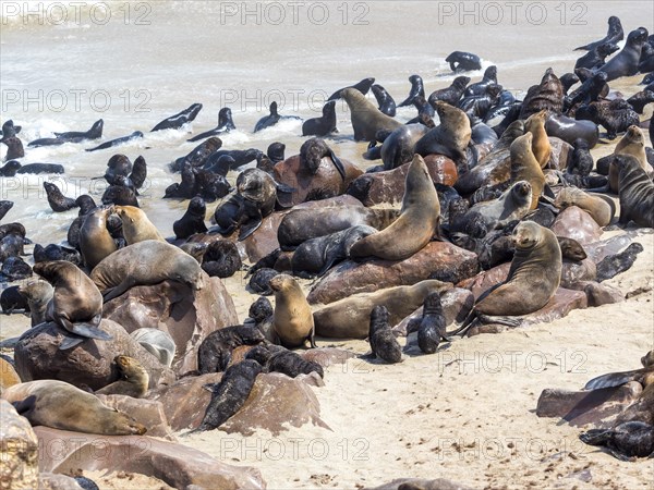 South African fur seals (Arctocephalus pusillus)