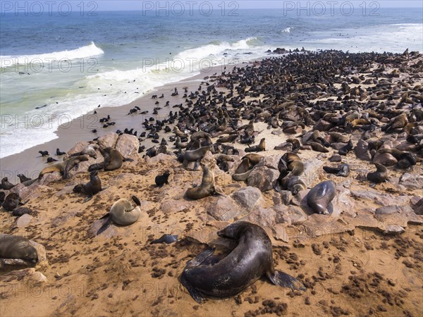 South African fur seals (Arctocephalus pusillus)