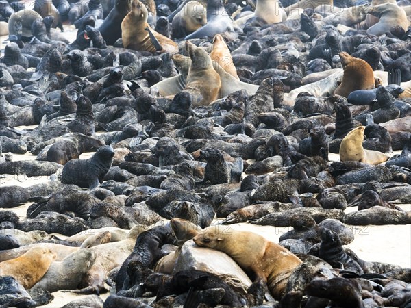 South African fur seals (Arctocephalus pusillus)