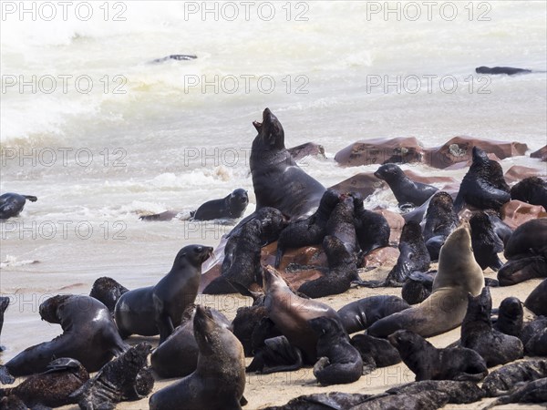 South African fur seals (Arctocephalus pusillus)