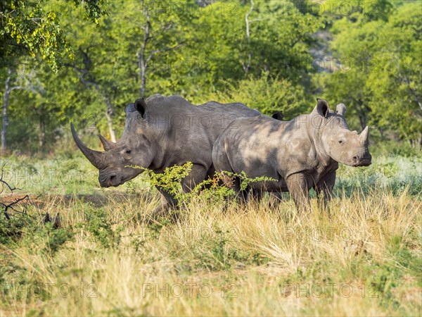 Group of white rhinoceros (Ceratotherium simum) in the scrublands