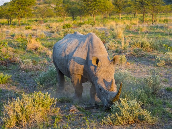 White Rhinoceros (Ceratotherium simum) grazing