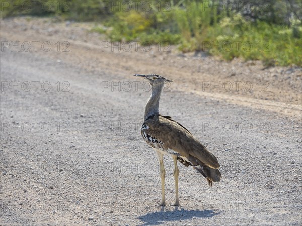 Kori bustard (Ardeotis kori) on gravel road