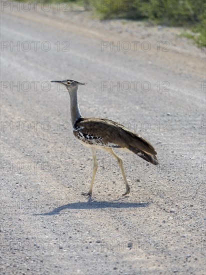 Kori bustard (Ardeotis kori) walking on gravel road