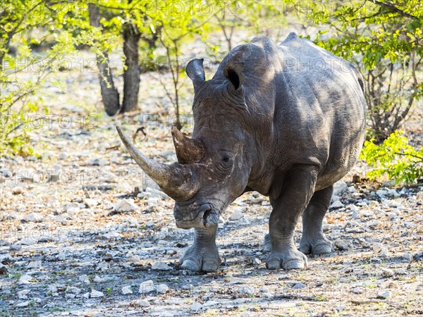White Rhinoceros (Ceratotherium simum)