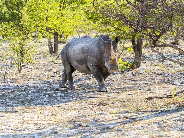 White Rhinoceros (Ceratotherium simum)