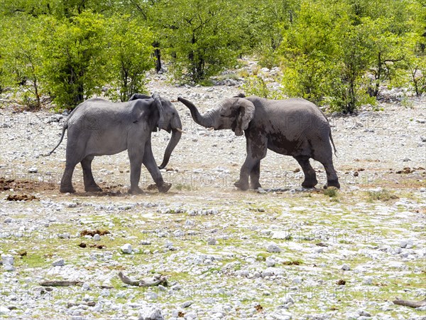 African bush elephants (Loxodonta africana)