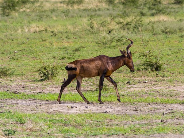 Hartebeest or kongoni (Alcelaphus buselaphus)